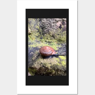 Garden Snail Posters and Art